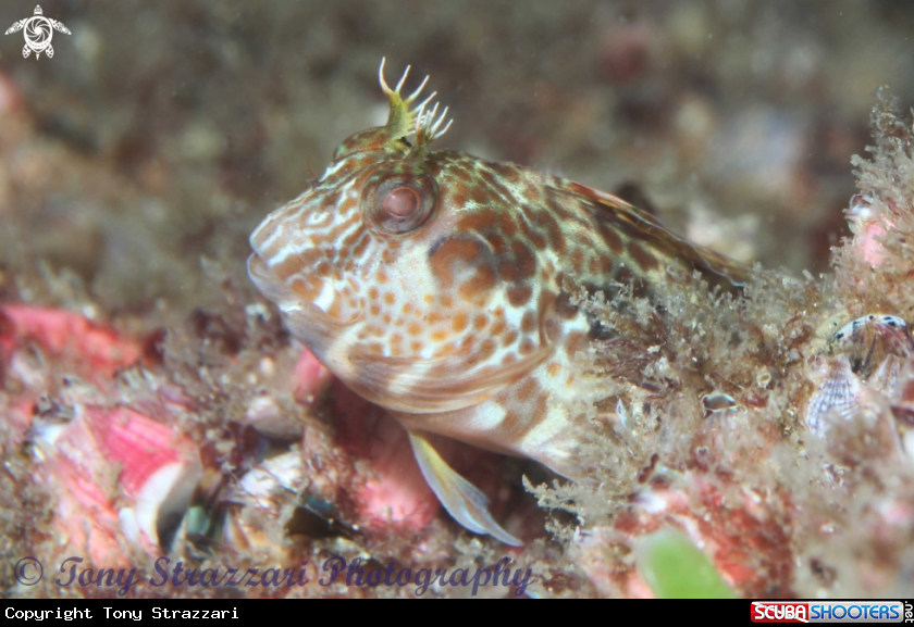 A Horned blenny