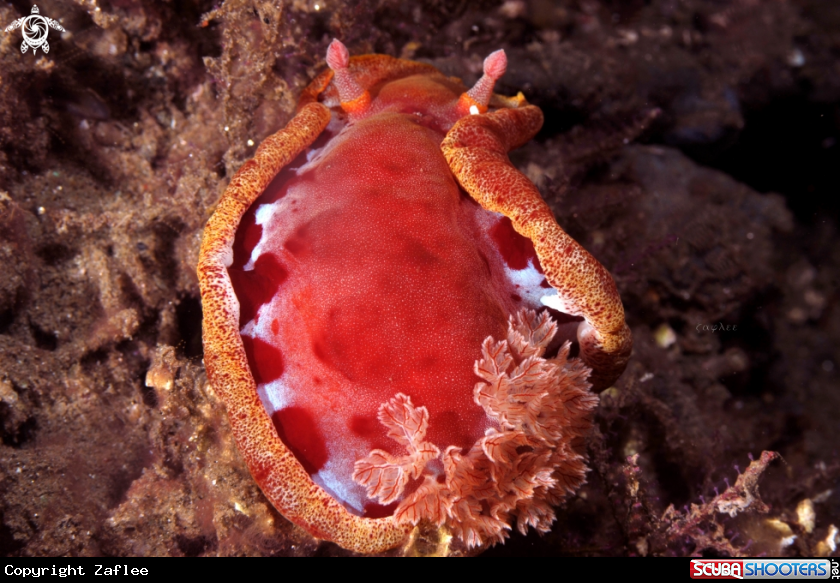 A SPANISH DANCER