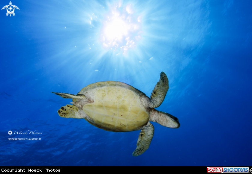 A Green turtle