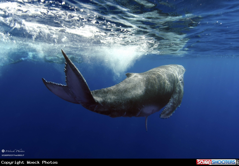 A Humpback whale