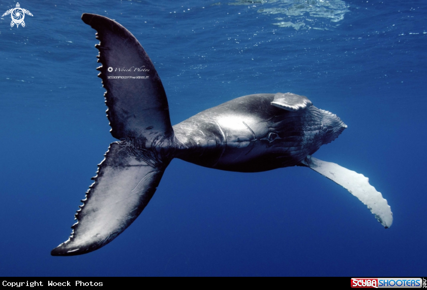 A humpback whale