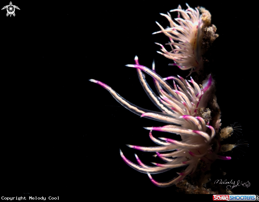 A Nudibranch