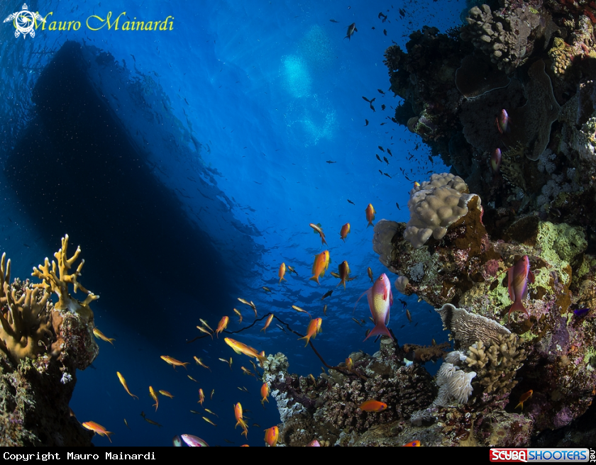 A Reef