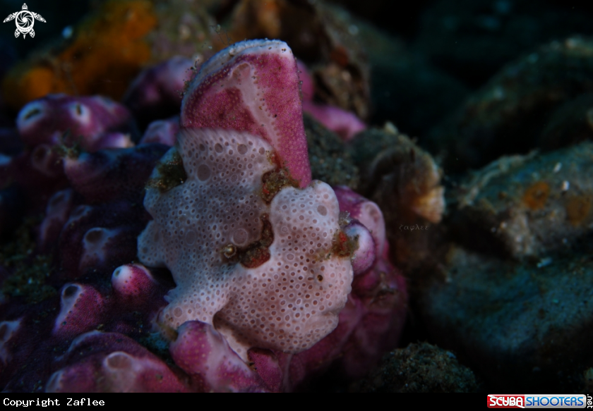 A Painted Frogfish