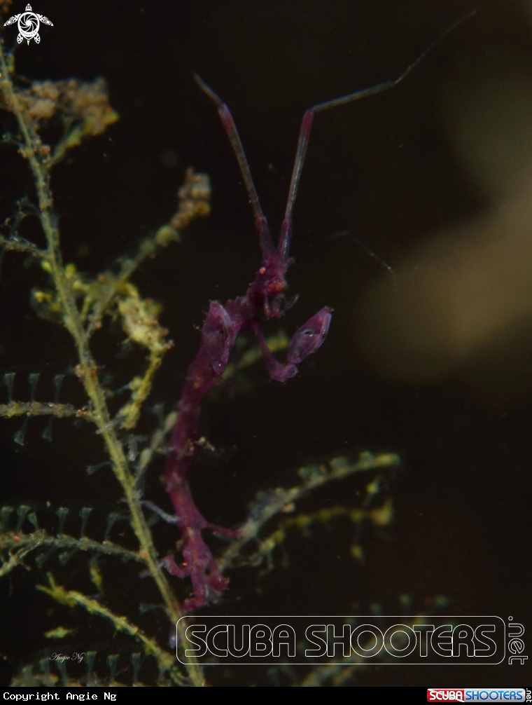 A Skeleton Shrimp