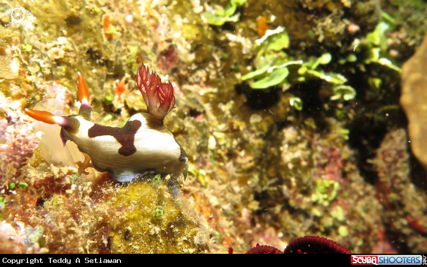 A nembrotha chamberlaini