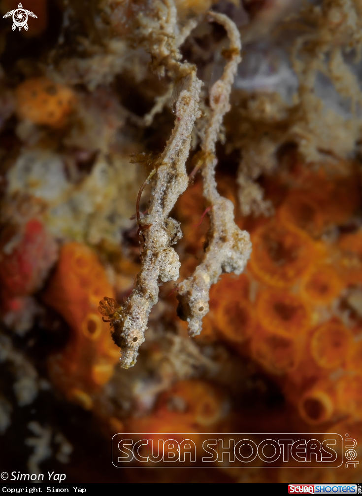 A Lembeh Sea Dragon