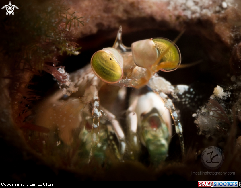 A Mantis shrimp