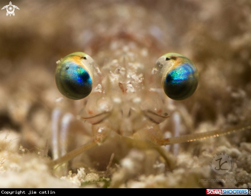 A Velvet shrimp