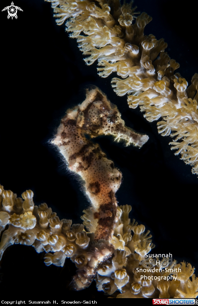 A Longsnout Seahorse