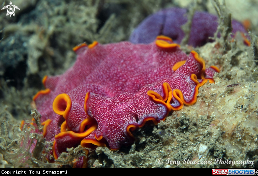 A Flatworm