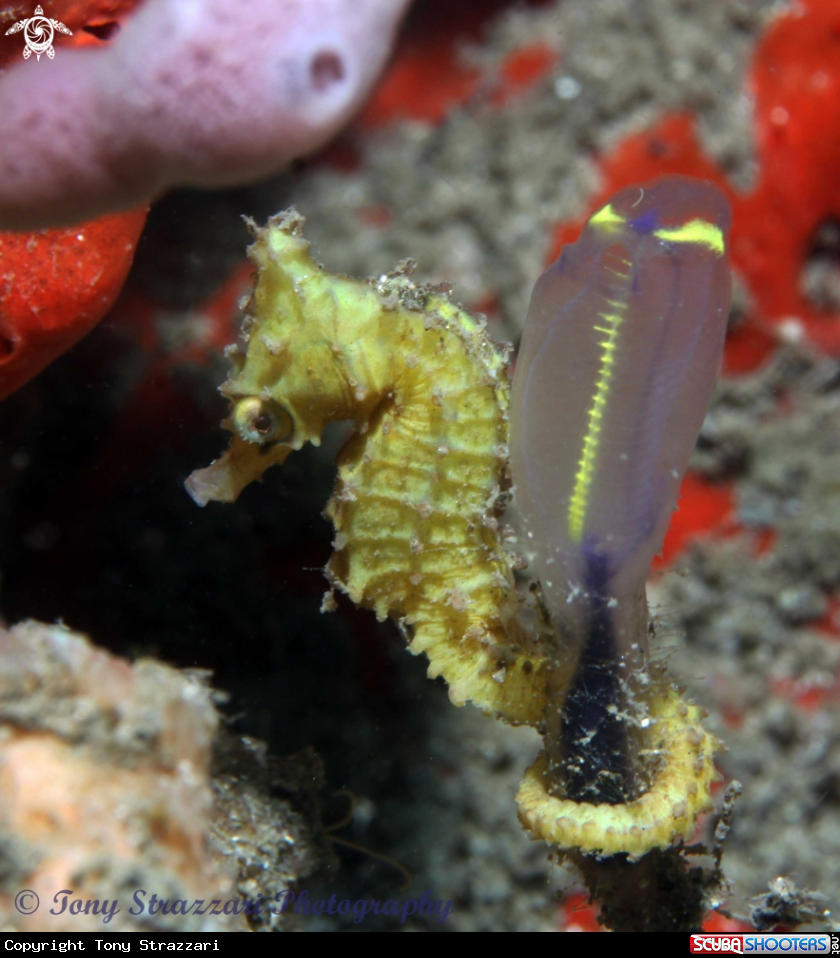 A White's seahorse