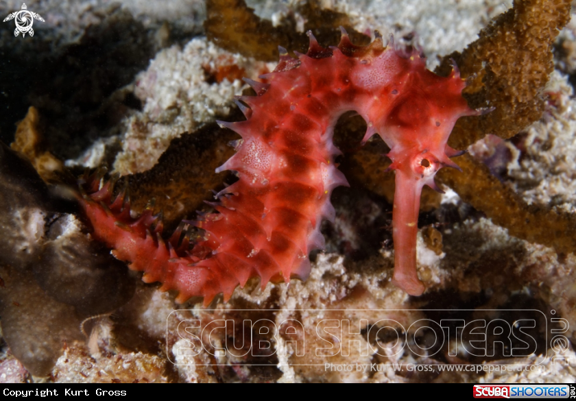 A Sea Horse