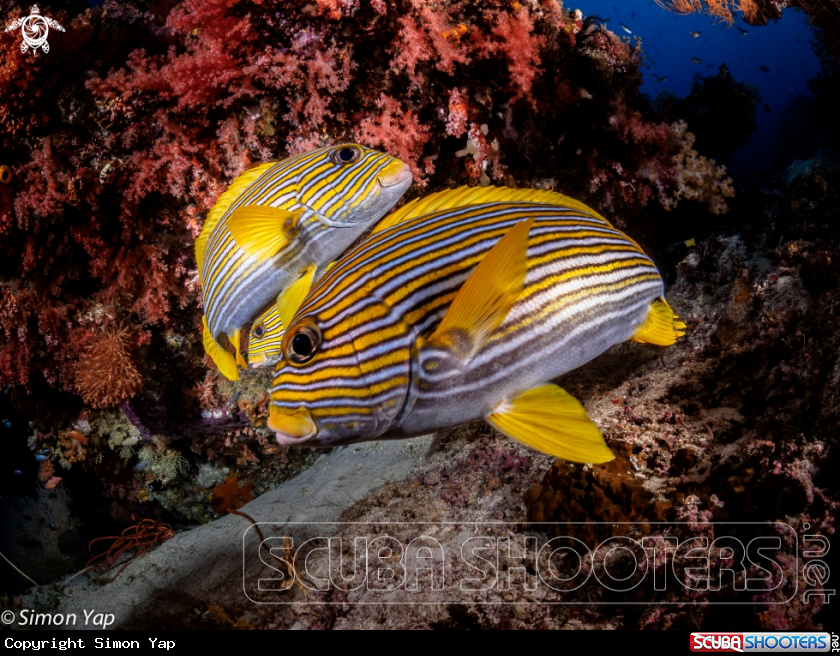 A Ribbon Sweetlips