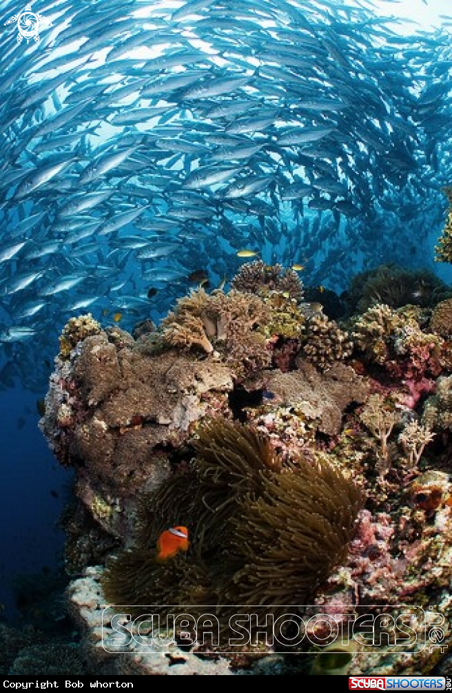 A Reef scape