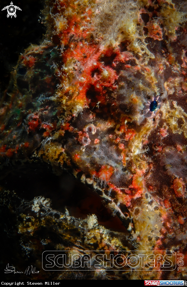 A Frogfish