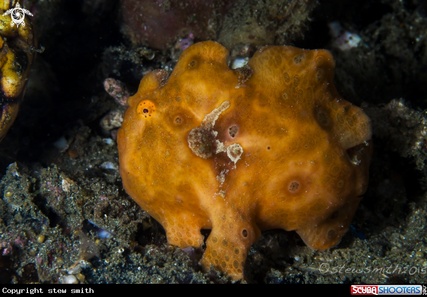 A Frogfish