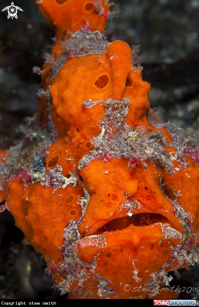A Frogfish