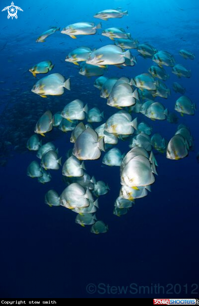 A Batfish