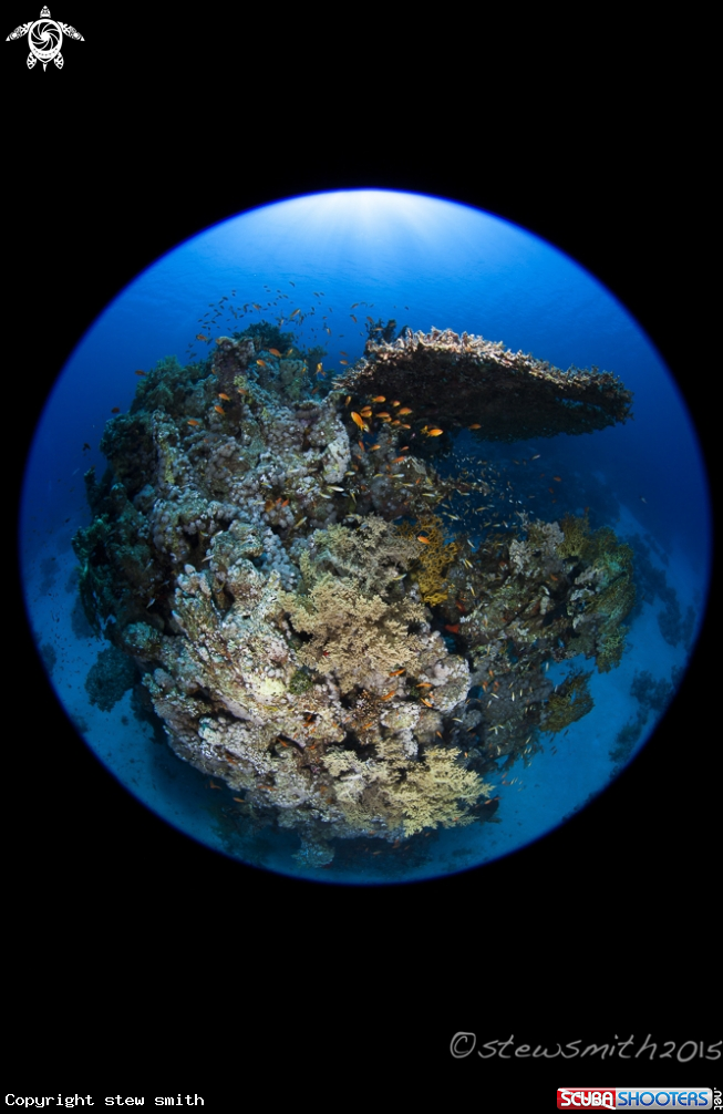 A Reef Scenes