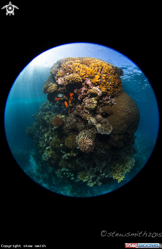 A Reef Scenes