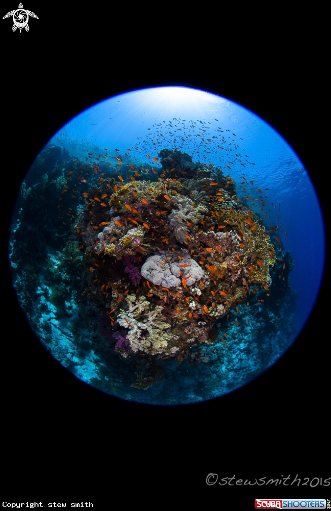 A Reef Scenes