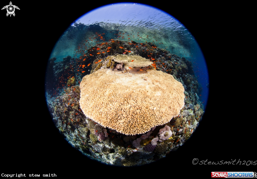 A Reef Scenes