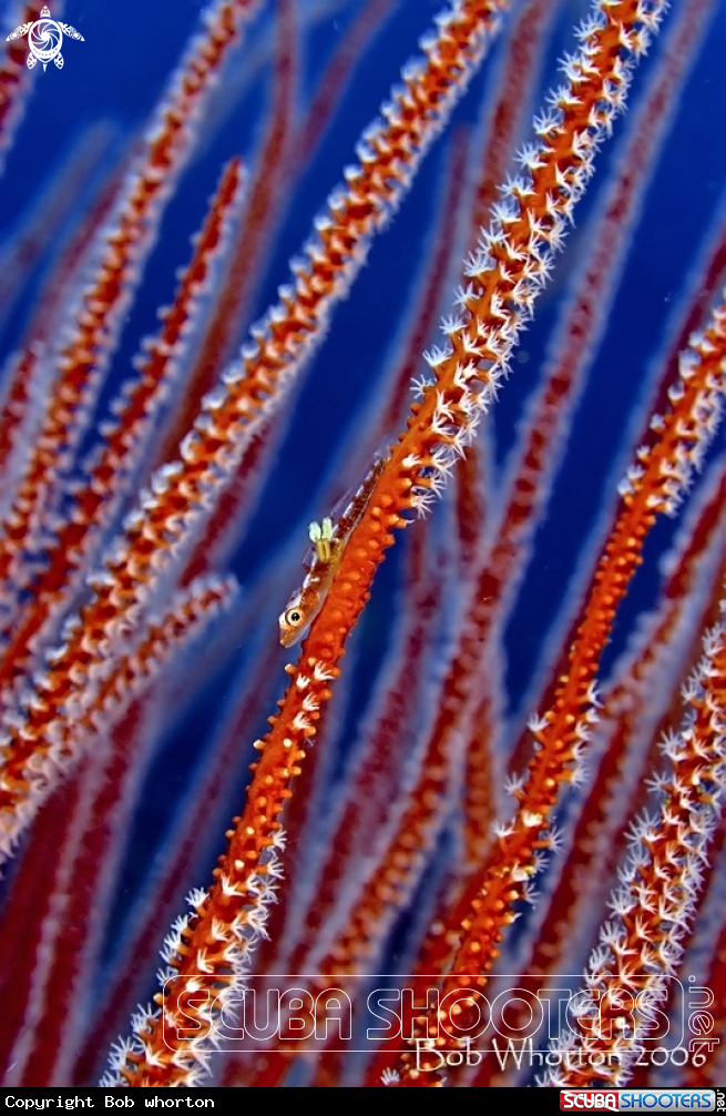A whip goby with parasite