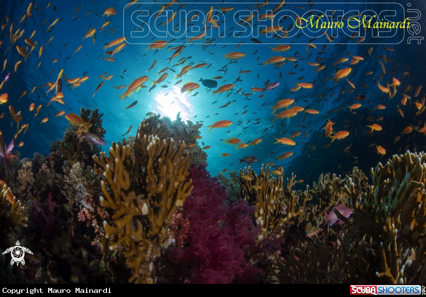 A Anthias