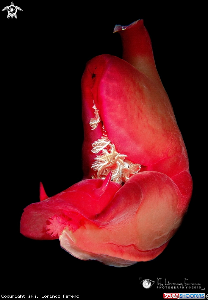 A Spanish Dancer