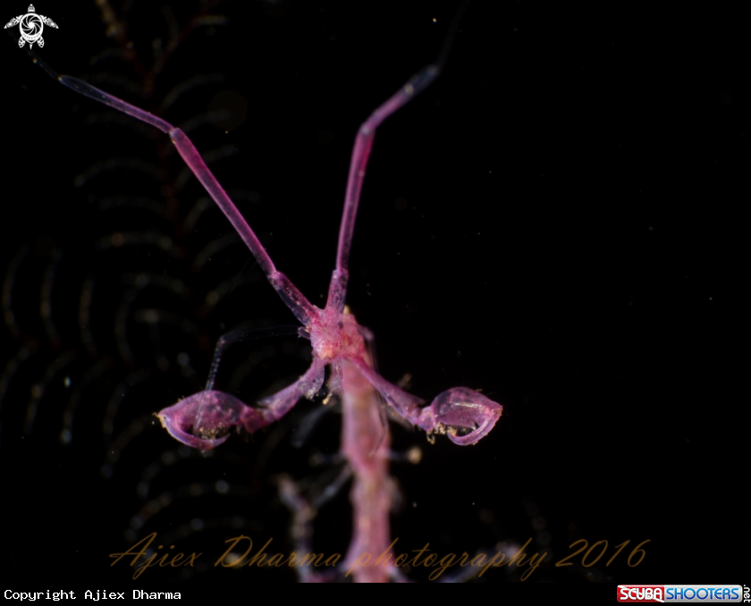 A skeleton shrimp 