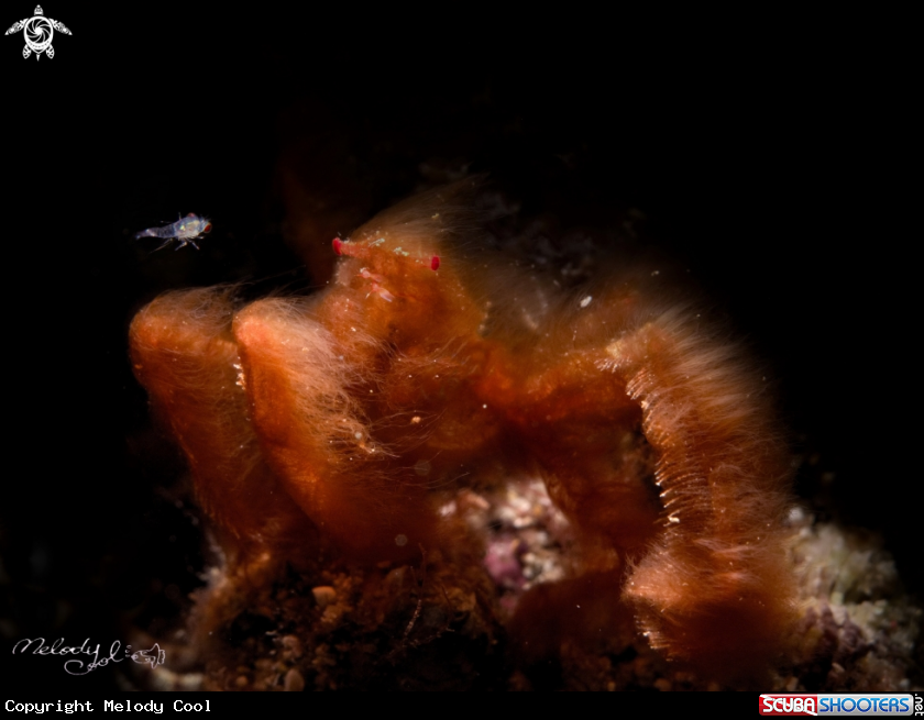 A Orangutan Crab