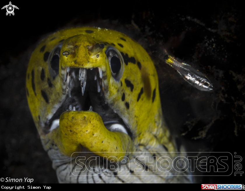 A Leopard Moray 