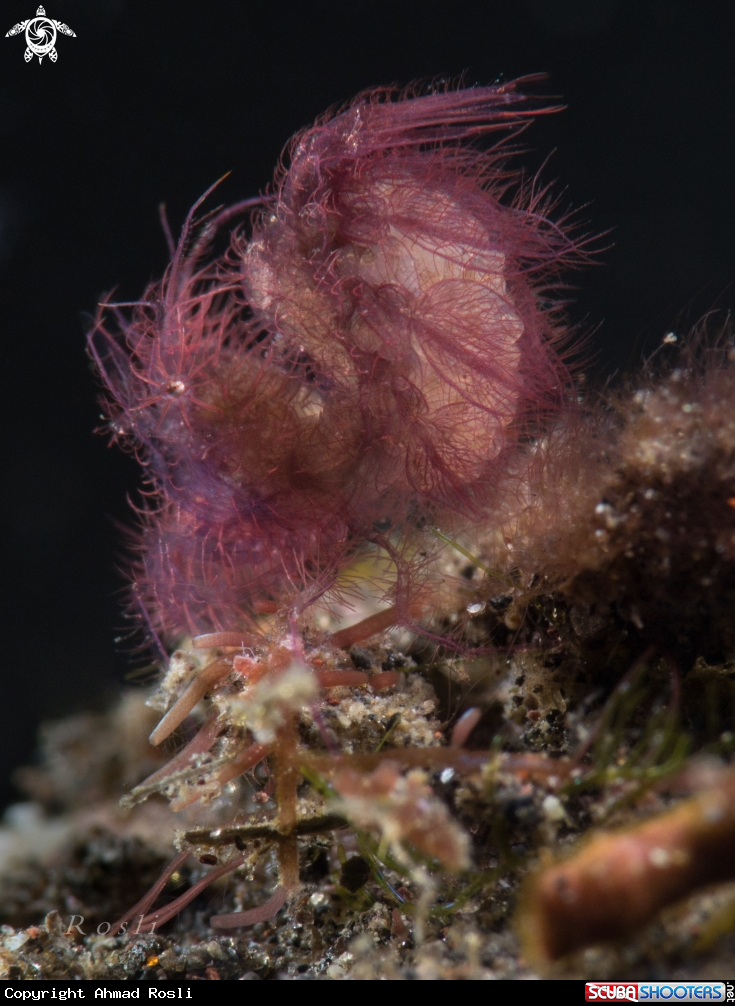 A Hairy Shrimp