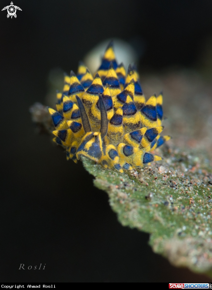 A Stiliger Ornatus