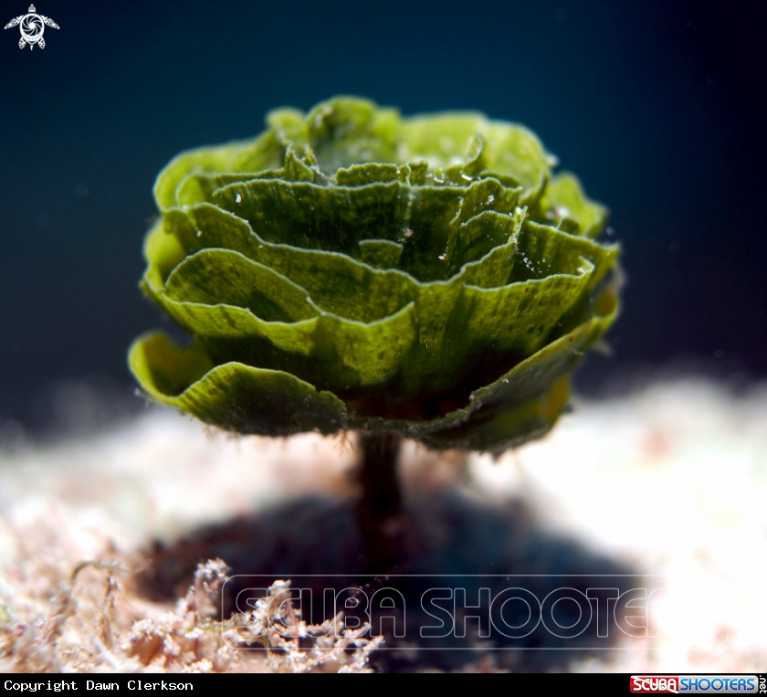 A Pinecone Algae