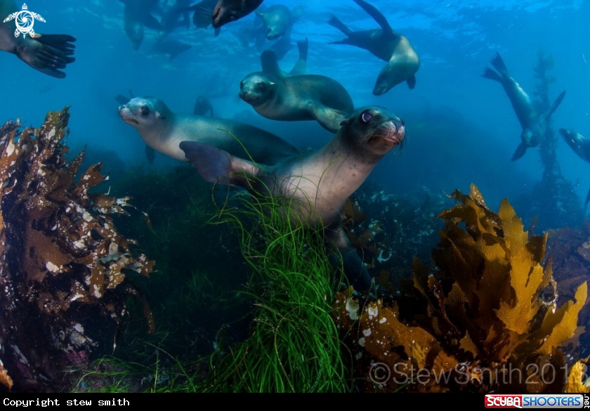 A Sea Lions