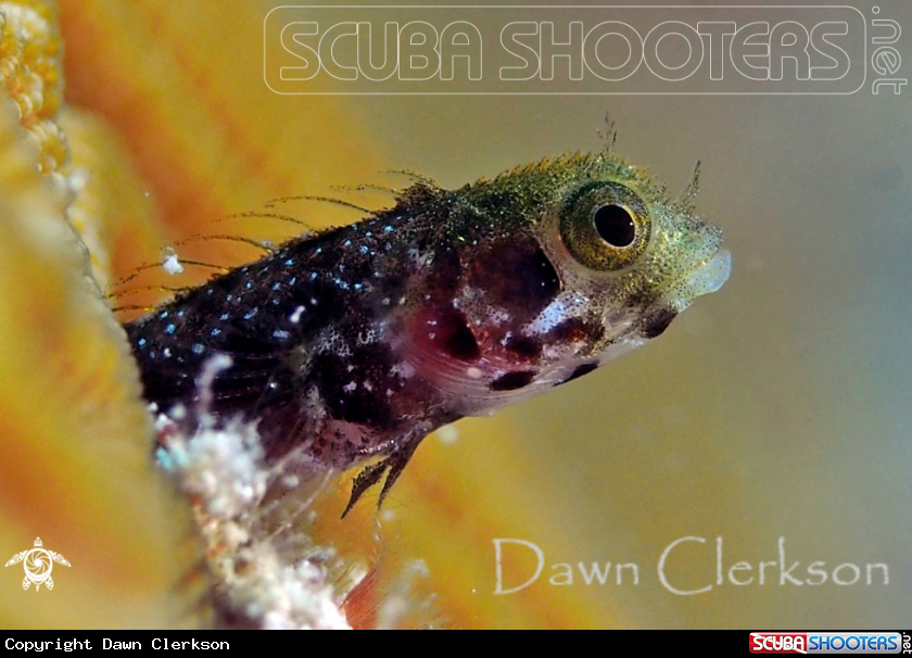 A Secretary Blenny