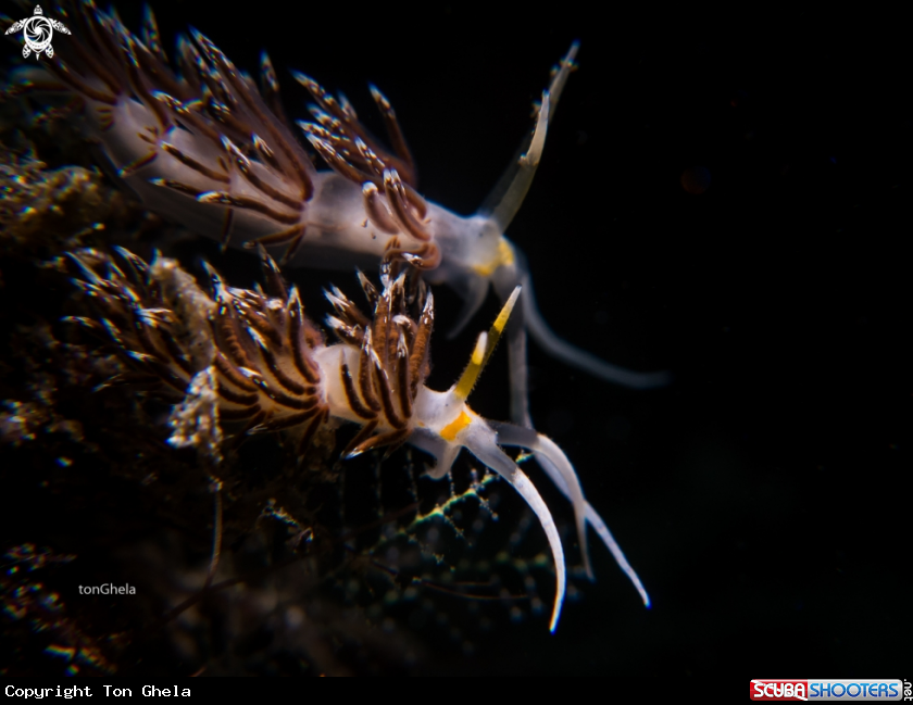 A Nudibranch