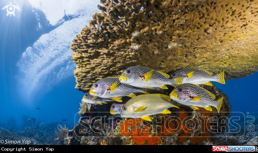 A Celebes Sweetlips, Diagonal-banded Sweetlips (2 species)
