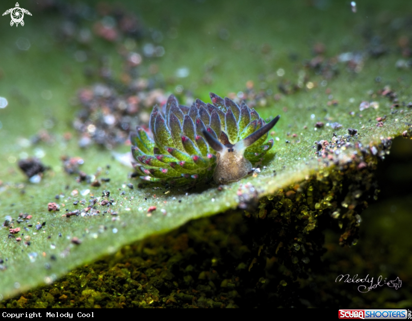 A nudibranch 