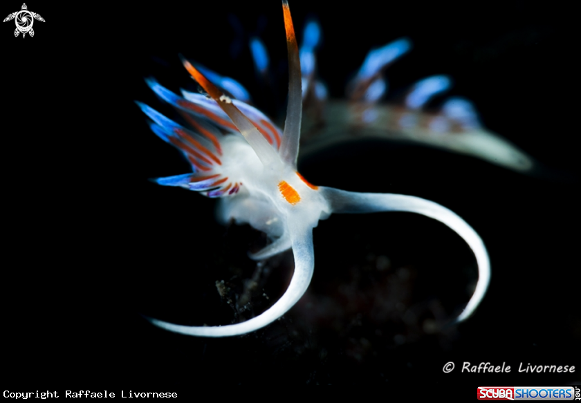 A NUDIBRANCH