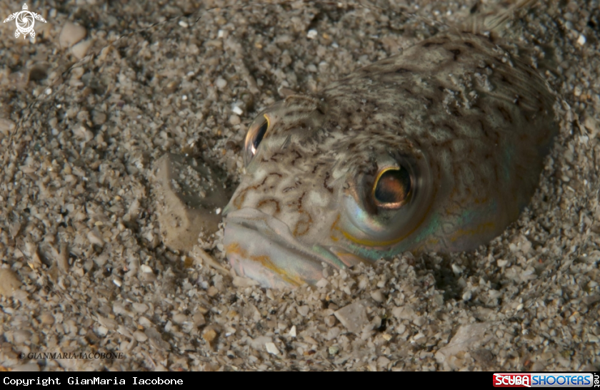 A Trachinus Draco