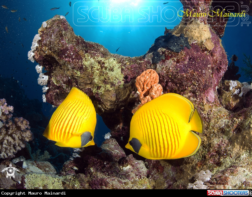 A Butterfly fish
