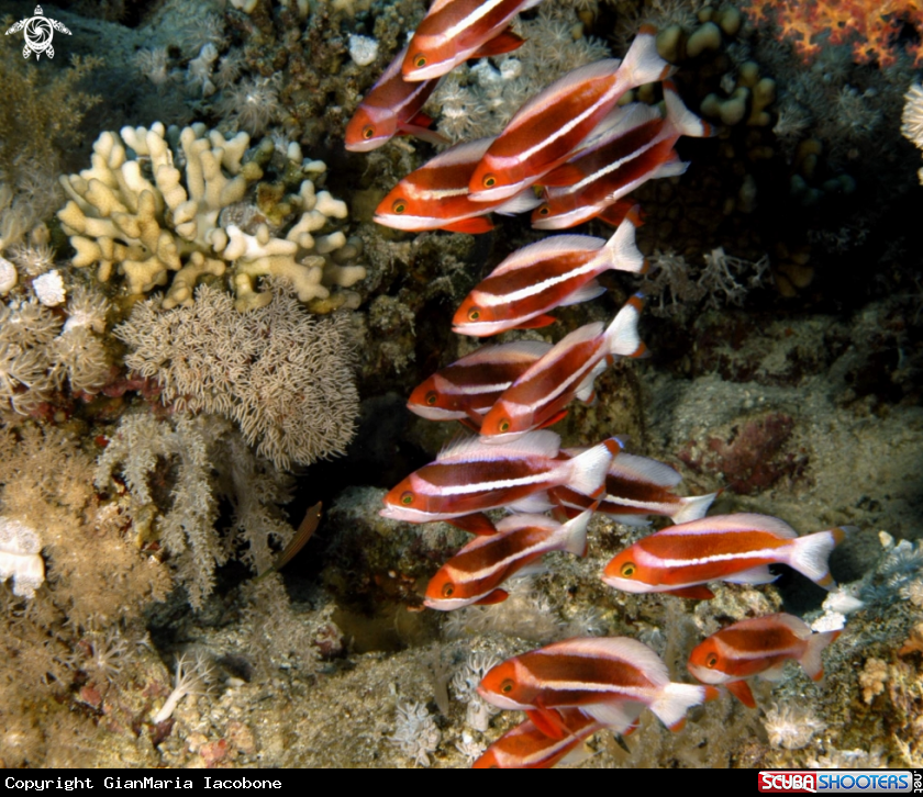 A Anthias