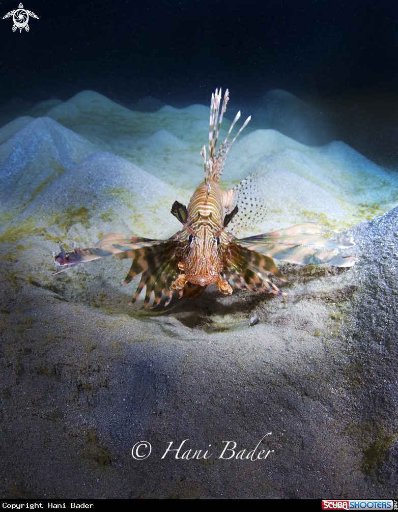 A lionfish