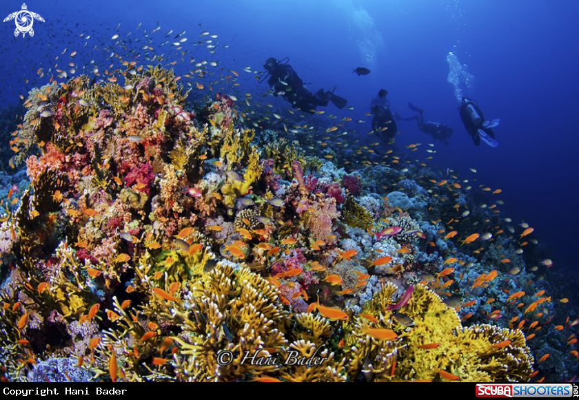 A coral reef