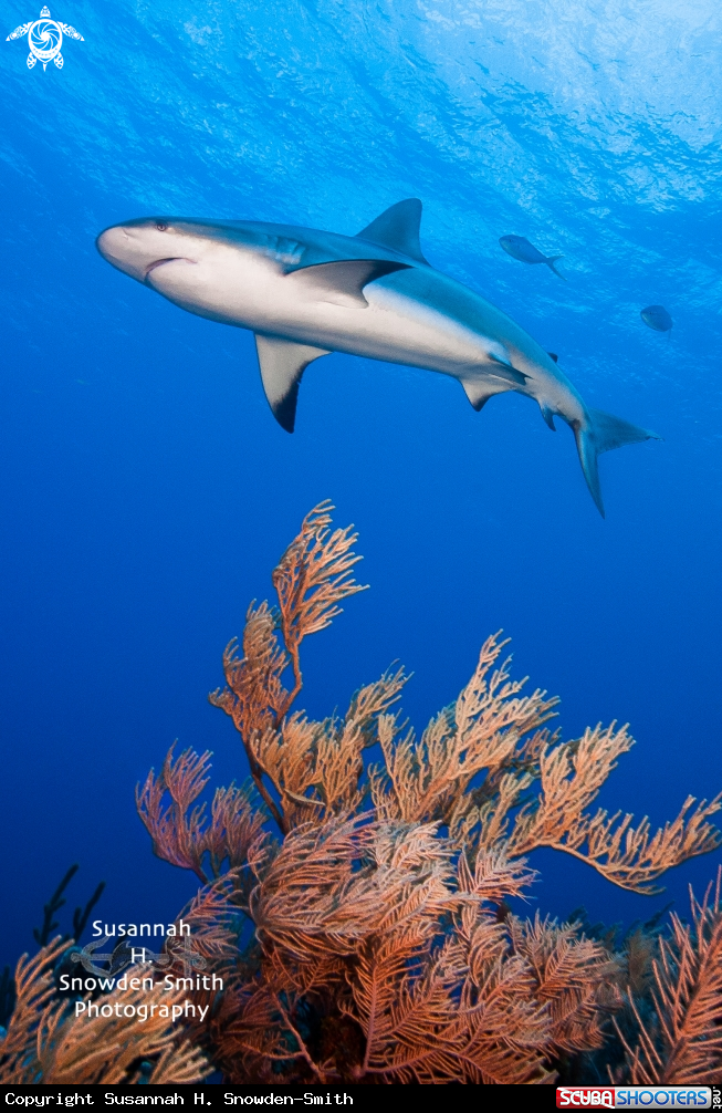 A Caribbean Reef Shark