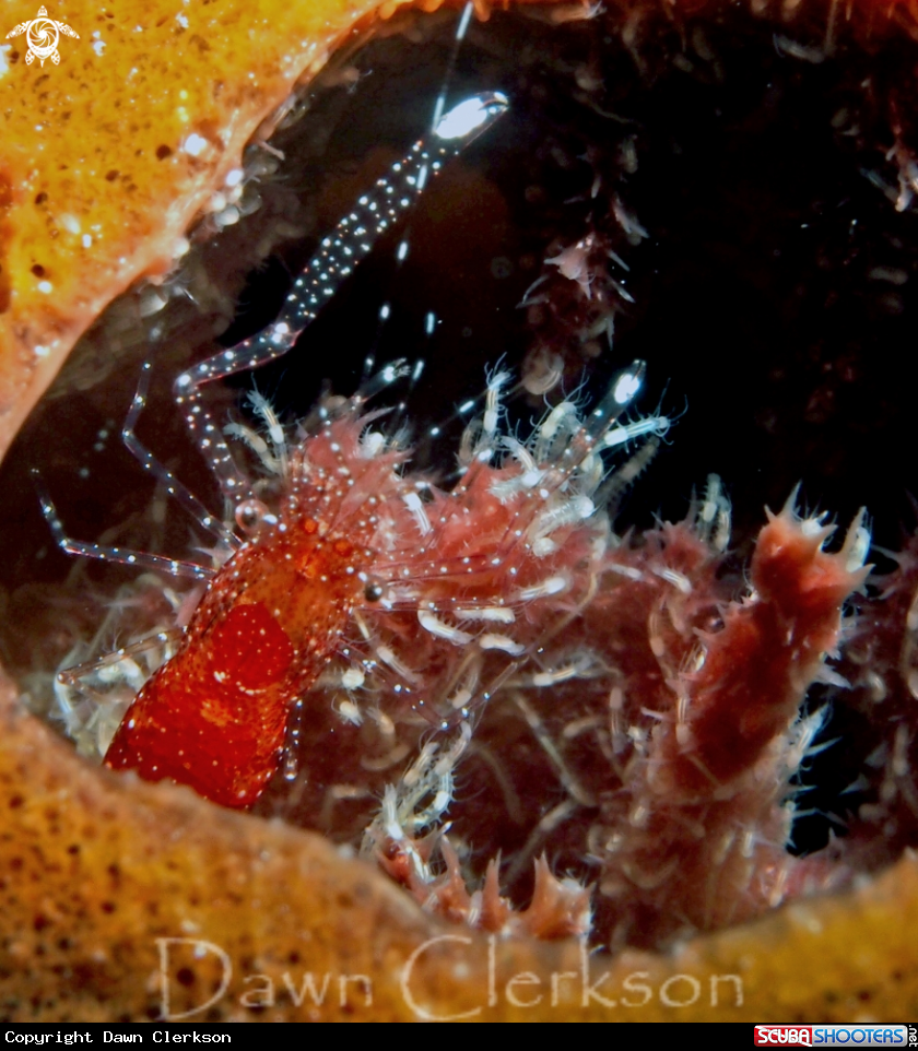 A White Footed Shrimp