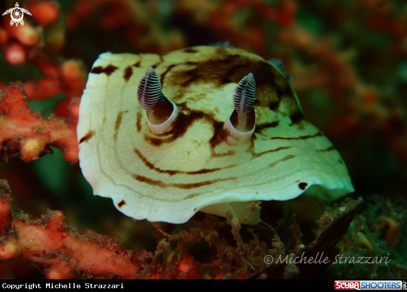 A Pancake Aphelodoris